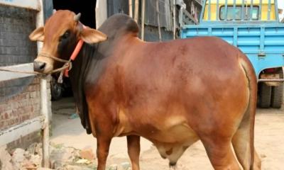 কোরবানির পশু দিয়ে কি আকিকা দেওয়া যাবে?