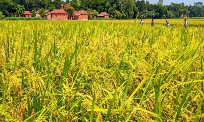 আউশের বাম্পার ফলন: নড়াইলে চাল উৎপাদনের নতুন লক্ষ্য