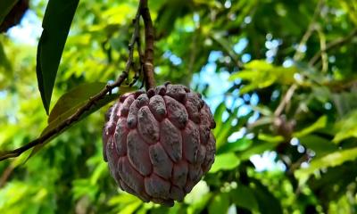 কৃষিতে বিদেশফেরত যুবকের বিশাল সাফল্য