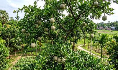 থাই কদবেল আবাদে বছরে আট লাখ টাকা আয়ের উজ্জ্বল সম্ভাবনা