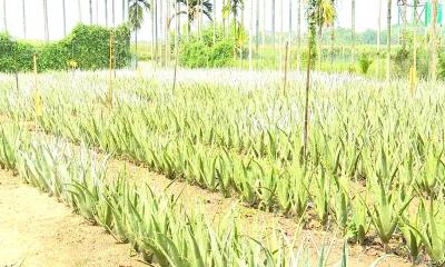 রোজেলা চা চাষে নাটোরে লাখপতি শহিদুল ইসলাম