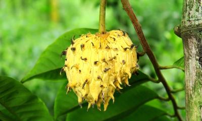 রোলেনিয়া চাষে সাফল্য: চুয়াডাঙ্গায় বারোমাসি বিদেশি ফল