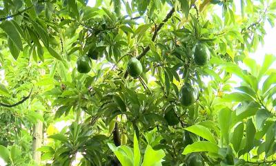 মুন্সীগঞ্জে অ্যাভোকাডো চাষে তাক লাগালেন রিপন