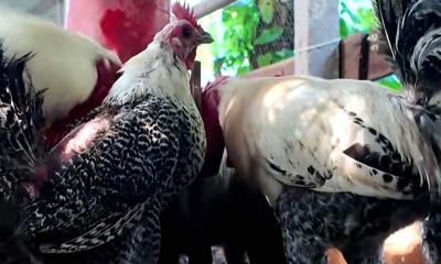 অন্যের অধীনে কাজ ছেড়ে পোলট্রি খামার দিয়ে সফল হলেন এক উদ্যোক্তা