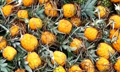 বড়াইগ্রামে সমতলে আনারস চাষে কৃষকের বড় সাফল্য