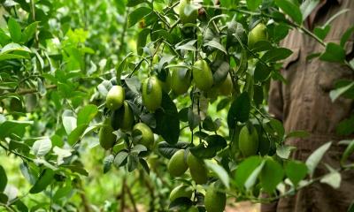লেবু চাষে ভাগ্যের চাকা ঘুরিয়ে কোটিপতি যুবক