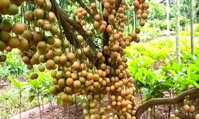 ময়মনসিংহে মিষ্টি জাতের লটকন কৃষকের নতুন সাফল্য