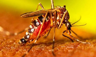 ডেঙ্গুতে ২৪ ঘণ্টায় আরও ৩ জনের মৃত্যু