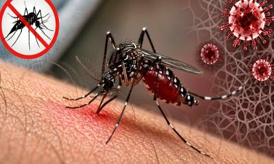 ডেঙ্গুতে একদিনে আরও ৯ জনের মৃত্যু