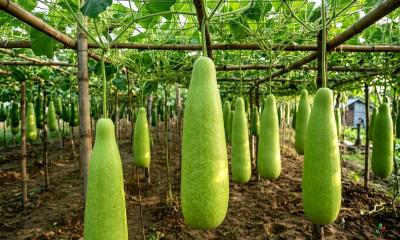 বছরজুড়ে হাইব্রিড সবজির বাম্পার ফলন: বদলে যাচ্ছে গ্রামীণ অর্থনীতি