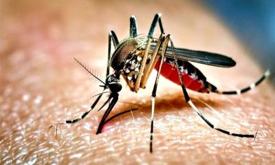 ডেঙ্গুতে আরও ৬ জনের মৃত্যু