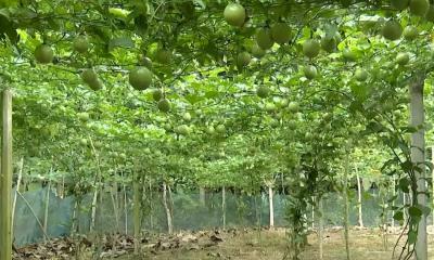 আনারকলি চাষে বিঘা প্রতি আয় লাখ টাকা