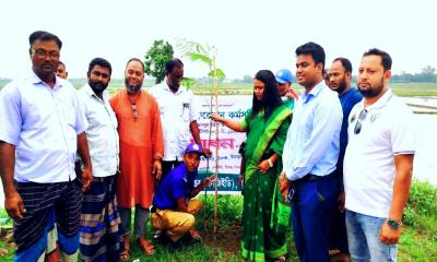 সবুজ বাংলাদেশ‍‍` গড়ার লক্ষ্যে বীরগঞ্জে বৃক্ষরোপণ কর্মসূচির উদ্বোধন