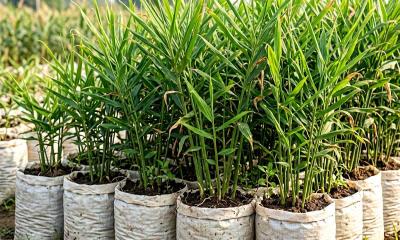 বস্তায় আদা চাষে প্রতিটিতে ফলন দেড় থেকে তিন কেজি