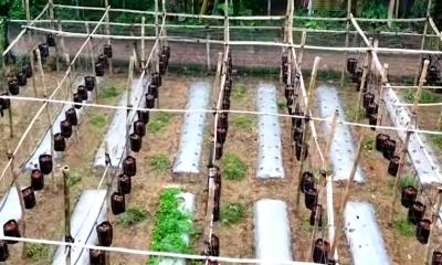 মাটি ছাড়াই কোকোপিটে শসা চাষ করে সফল গাজীপুরের কৃষক