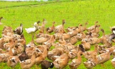 হাঁস পালনে অভাবনীয় সাফল্য বছরে ২০ লাখ টাকা আয়