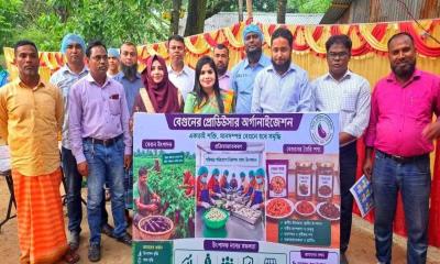 আধুনিক প্রযুক্তি ও সরকারি সহায়তায় বিরলে বেগুন চাষে বিপ্লব