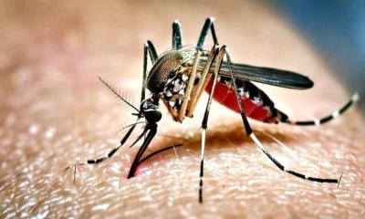 ডেঙ্গুতে আরও ৭ জনের মৃত্যু