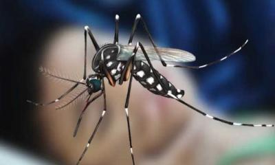 ডেঙ্গুতে আরও ৮ জনের মৃত্যু