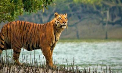 লালমনিরহাট সীমান্তে বাঘের আক্রমণে নারীসহ আহত ৩, এলাকায় আতঙ্ক