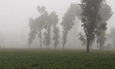 আশ্বিনের মাঝামাঝিতেই কুয়াশায় মোড়া পঞ্চগড়ের তেঁতুলিয়া
