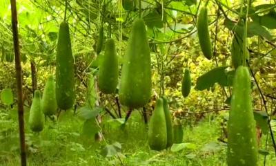 লাউ চাষে প্রতিদিন আয়ের সুযোগ অসময়ে আগাম চাষে মিলছে বাড়তি মুনাফা