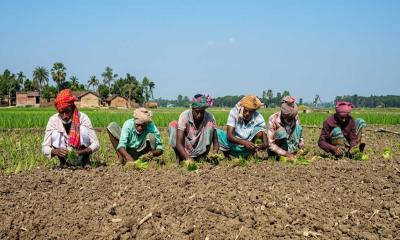 রাজবাড়ীর পেঁয়াজ চাষে বিপ্লব: দেশ সেরা ফলনের গল্প