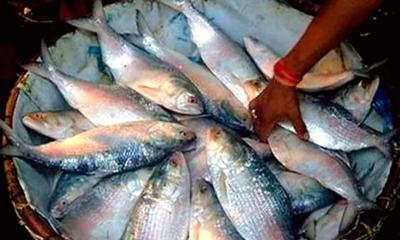 মা ইলিশ রক্ষায় ১১১ এমপিকে চিঠি