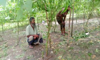 নবাবগঞ্জে রাতের আঁধারে কৃষকের ১ শতক জমির শিমগাছ কেটে বিনষ্ট
