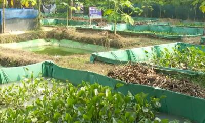 আধুনিক পদ্ধতিতে কুচিয়া চাষে লাভবান হওয়ার সুযোগ