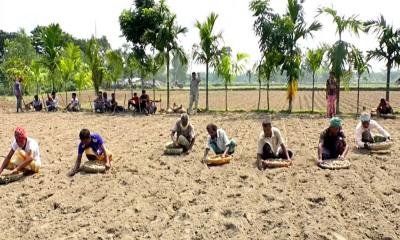 নীলফামারীতে আগাম আলু চাষে ব্যস্ত কৃষক