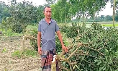 নবাবগঞ্জে রাতের আঁধারে তিন শ গাছ কাটার অভিযোগ