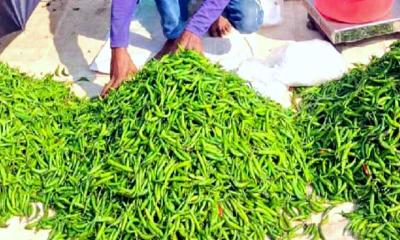 কাঁচামরিচের অস্বাভাবিক দাম নিয়ন্ত্রণে আজ থেকে শুরু হচ্ছে আমদানি