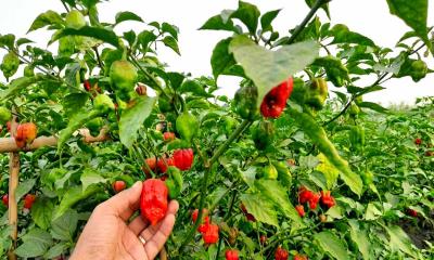 নাগা মরিচ চাষে হাওরের চরে কৃষকদের ভাগ্যবদল