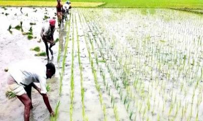 দিনাজপুর জেলায় আমন চাষের লক্ষ্যমাত্রা ২ লাখ ৭২ হাজার হেক্টর