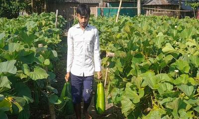 লাউয়ের বাম্পার ফলনেও হাসি নেই নীলফামারীর কৃষকের মুখে