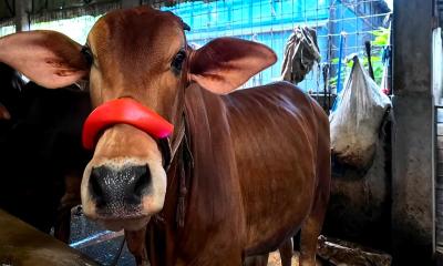 গোখাদ্যের দাম কমালে খামার থেকেই মিটবে দেশের মাংসের চাহিদা