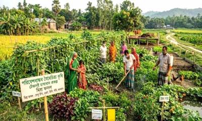 গাইবান্ধার সুন্দরগঞ্জে মিশ্র চাষ, ১০ শতাংশ জমিতে ১২ ধরনের ফসল