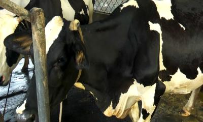 প্রবাসের কষ্ট ছেড়ে দেশে গরুর খামারে ভাগ্য বদল করলেন উদ্যোক্তা