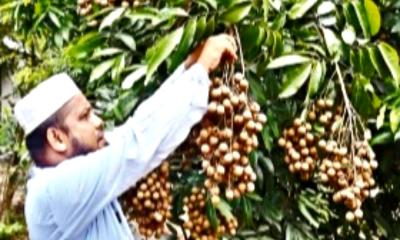 লটকন ও কাঠলিচু চাষে রিফাতের ব্যাপক সাফল্য