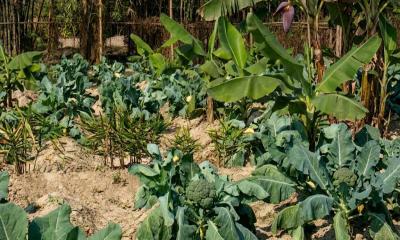 বগুড়ায় সাথী ফসলে নিরাপদ সবজি উৎপাদনে কৃষকের সাফল্য
