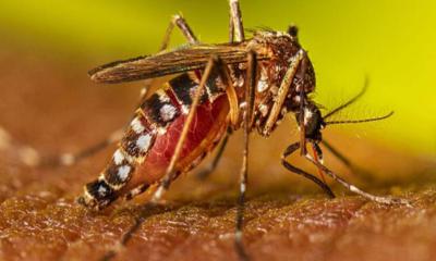 ডেঙ্গুতে ২৪ ঘণ্টায় আরও ৯ জনের মৃত্যু