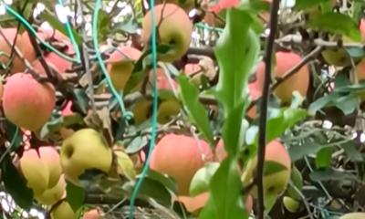দেশে আপেল চাষে চীনা প্রযুক্তি ব্যবহারের পরামর্শ বিশেষজ্ঞদের