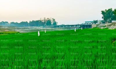 বীরগঞ্জে ঢেপা নদীর চরে বোরো ধানের বাম্পার ফলন