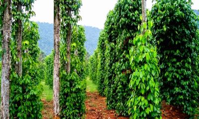 এক বিঘা জমিতে গোলমরিচ চাষে চার লাখ টাকা আয়ের সুযোগ