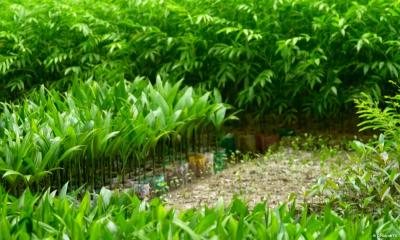 নেছারাবাদে গাছের কলম তৈরির পেশায় বিখ্যাত আকলম গ্রাম
