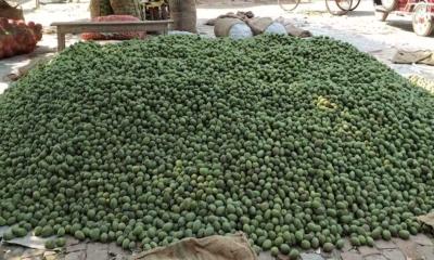 পঞ্চগড়ে দিনে অর্ধকোটি টাকার জলপাই বিক্রি