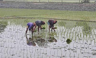 নবাবগঞ্জে বোরো রোপণে ব্যস্ত কৃষকরা