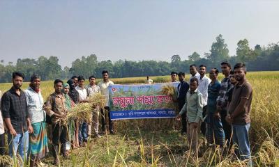 ভালো ফলনে খুশি সাঘাটার কৃষক, অনুষ্ঠিত হলো নমুনা শস্য কর্তন