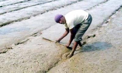 কাহারোলে বোরো বীজতলা তৈরিতে ব্যস্ত কৃষকেরা